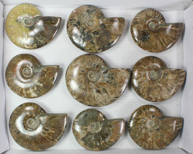 Lot: - Whole Polished Ammonites (Grade B/C) - Pieces #78030